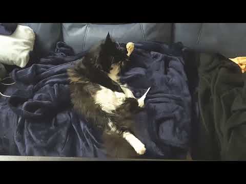 The fluffiness 😻🐈‍⬛ Mr. Darcy, handsome tuxedo cat