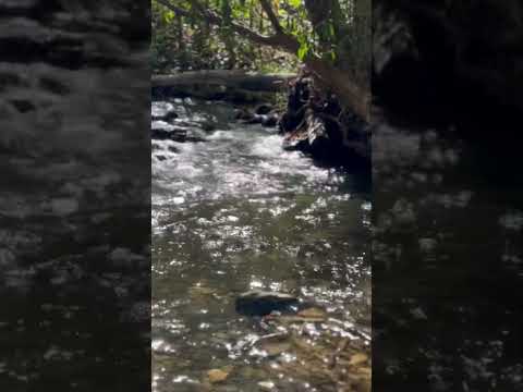 Like and subscribe guys #cherokee #fishing #indigenous #trout #wampanoag