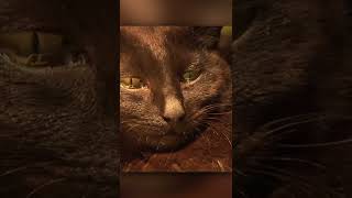 Gato que perdió a sus gatitos llora al abrazara un gatito abandonado 🤔😿 #shorts