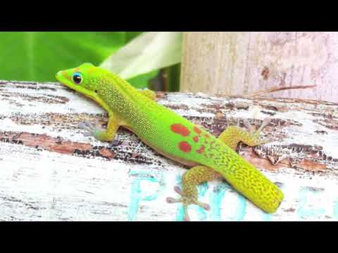 DEWA -Tropical relaxation in the Big Island of Hawaii -