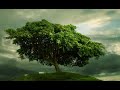 The Tree