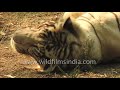 Rare White Tiger Lazying Inside Its Cage In Delhi Zoo