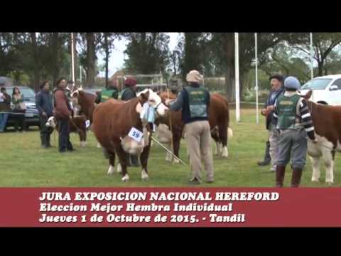 01-10-15 Jura Hembra - Exposicion Nacional Hereford - Tandil