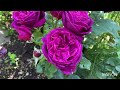 Newly bloomed roses | Flowering cuttings | David Austin | Kordes | Adorable Parfuma