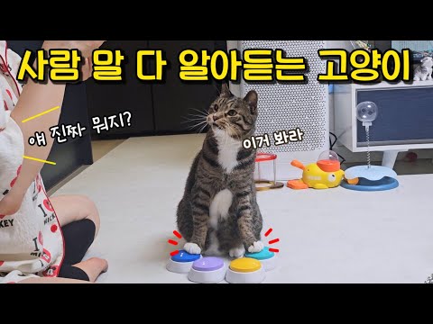 이렇게 보란 듯이..? 집사 표정 봐가면서 하는 행동 좀 보세요 : 소문난 천재 고양이의 간식벨 사용 방법