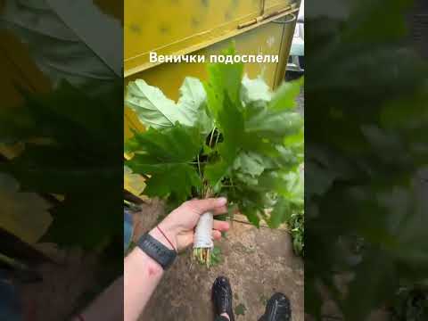фото веник для баньки 0