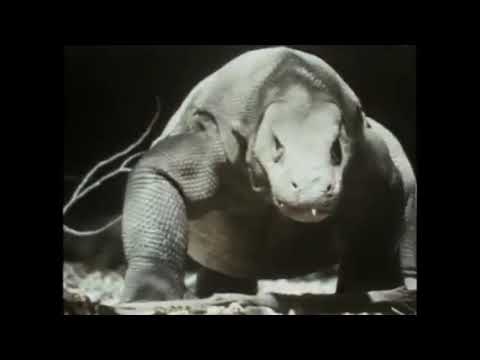 Gwen and Zoey's Adventures of Really Wild Animals (Episode 10; Part 7)