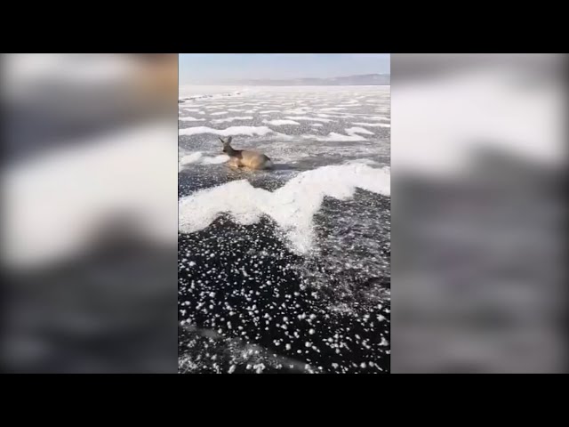 На Байкале спасли косулю