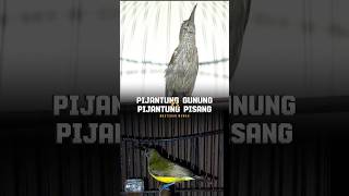 Download lagu MASTERAN MEWAH PIJANTUNG GUNUNG VS PIJANTUNG PISANG GACOR TEMBAKAN PEDAS mp3