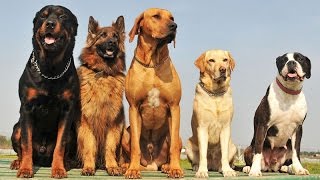 10 HARİKA Köpek Cinslerini Tanıyıp Ve Sesleri 
