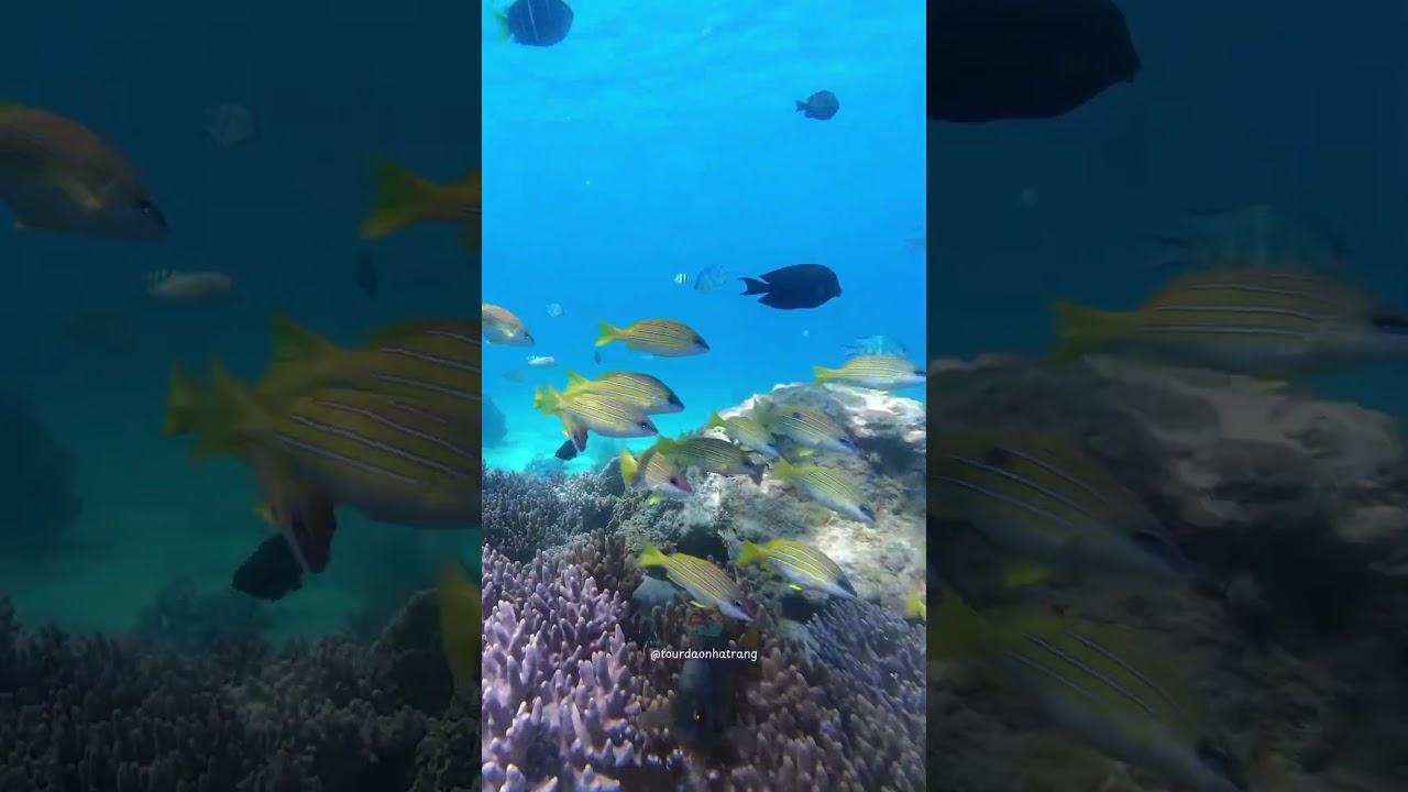 YouTube Short thumbnail