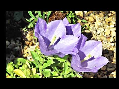 VALČÍK V MÁJI hudba text Vítězslav Dědina