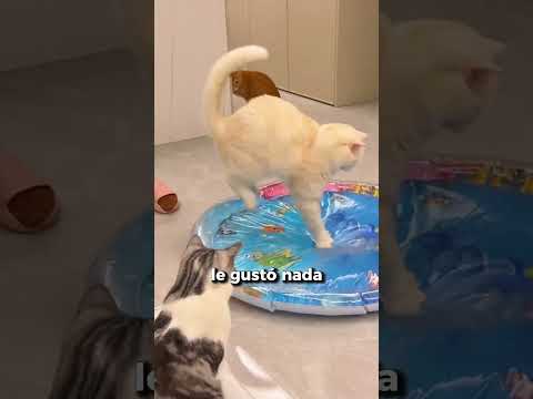 😂🐱 Por eso nunca debes comprar cama de agua para tu gato