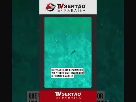 Incrível: Imagens aéreas mostram tubarões-martelo nadando em águas cristalinas no Rio de Janeiro 🦈🌊