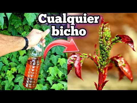 Tratamiento casero para eliminar plagas