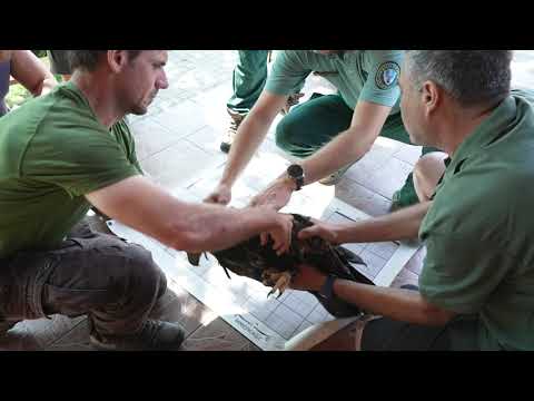 Mentett parlagi sas térhetett vissza a természetbe