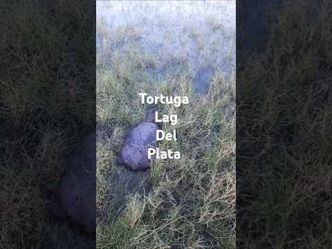 tortuga 🐢🐢🐢 laguna del plata. Vera y Pintado. #lugaresquesedeberiandeconocer