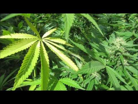 Ti LK & Ti derfla-----papy BiznesS!!!!