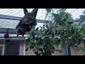 Flying-foxes Getting Chatty