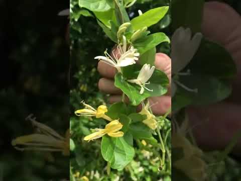 ファイアスイカズラ 植物