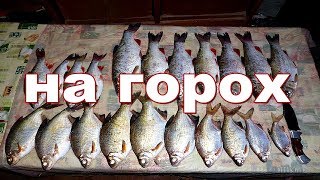 Ловля язя на горох с берега