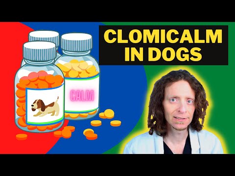 Clomipramine For Dogs | Veterinarian Explains All You Need To Know