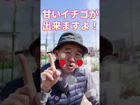 イチゴを移植する時期と方法は？収穫を最適化する移植システム  庭園
