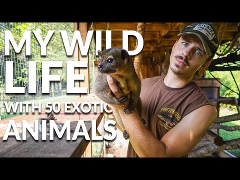How I Take Care of 50+ Exotic Animals