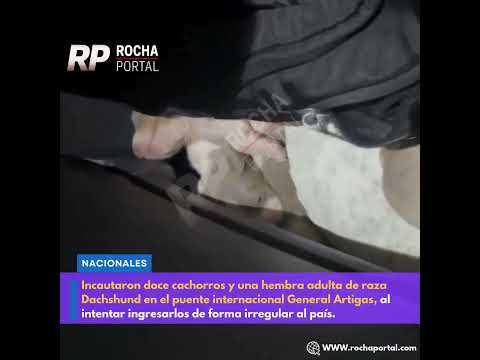 Aduanas incautó 12 cachorros ingresados de forma irregular en Paysandú.
