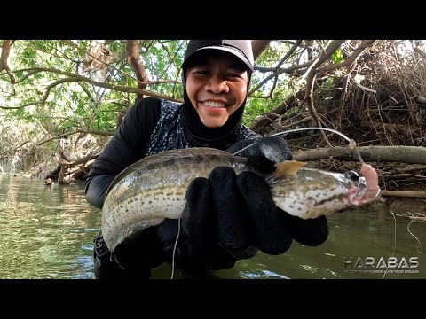 EP799-P1 - Panghuhuli ng Isda Gamit ang Lambo | Occ. Mindoro