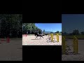 Hongre SF 10 ans Contendro x Kannan