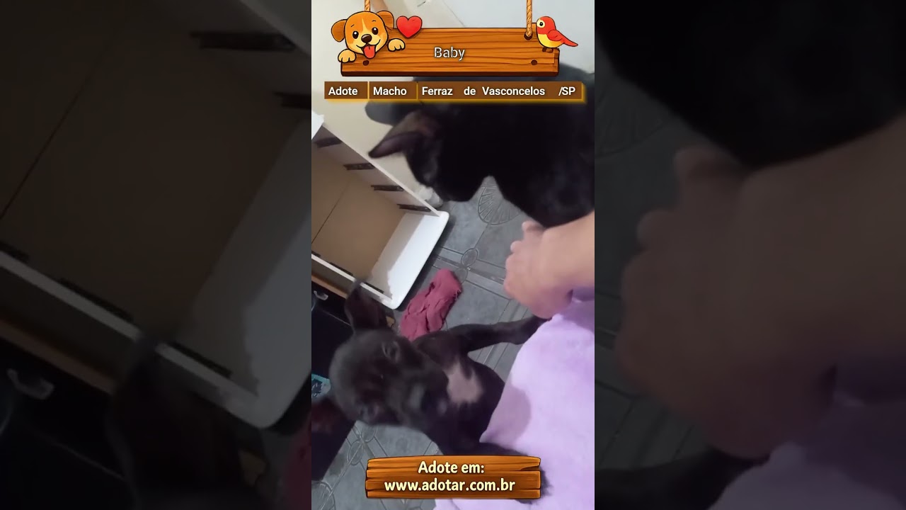 Cachorro raça Pit-Bull idade 2 a 6 meses nome Baby 