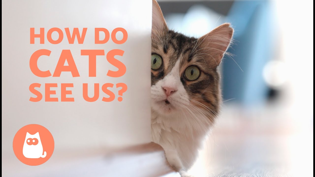 How Do CATS SEE HUMANS? 🐱👀 Do Think We Are GIANT CATS?