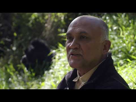 Praveen Moman: Celebrating Gorillas and Communities