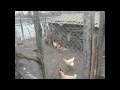 Run Chicken Run