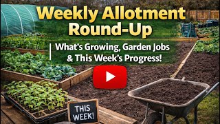 Weekly Allotment Round-Up | What’s Growing, Garden Jobs & This Week’s Progress!