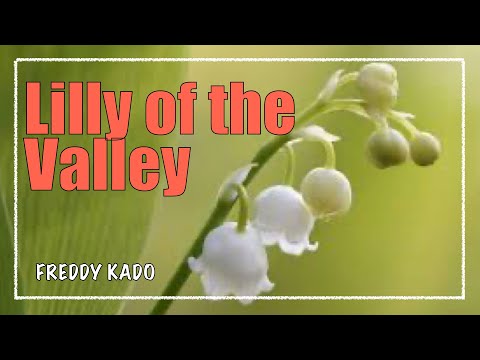 Lilly of the Valley - Freddy Kado