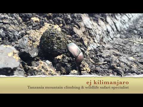 Dung beetles are surprisingly strong!