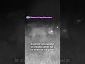 Zoveel wolven zag een wildcamera niet eerder! ?? | Shorts