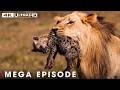 Lion S Deadliest MEGA EPISODE No Mercy In The Wild Wildlife Documentary