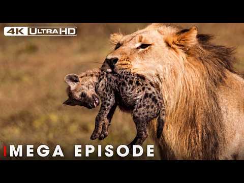 Lion's Deadliest MEGA EPISODE | No Mercy in the Wild | Wildlife Documentary