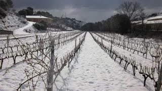 Damaged Vineyards Southern Hemisphere &amp; Century Rain Records Australia (231)