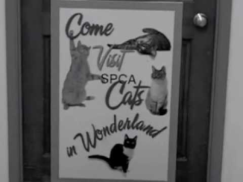 "Catsablanca" - Featuring Jeb Kelley and Adorable Adoptable Cats!