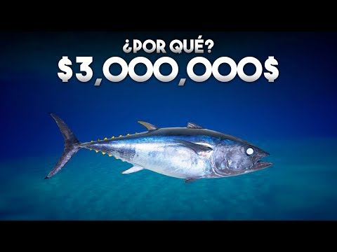 Why does this fish cost millions of dollars?