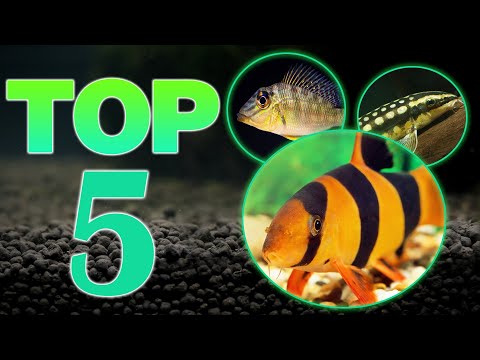 Top 5 Bottom Dweller Freshwater Fish