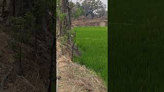 HSP SEEDS VNR CROSSING #paddy #farming #malefemale