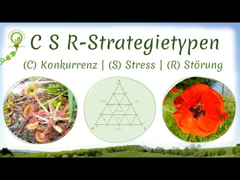 Ecological C/S/R strategy types according to Grime | Competition, disruption, ruderal strategies ...