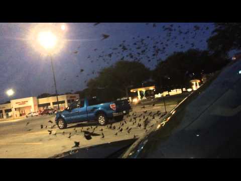 Attack of the birds (Grackles)
