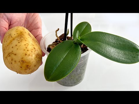 , title : '🔥 Das Geheimnis des schnellen Wachstums / Die Orchidee wird wie verrückt blühen'