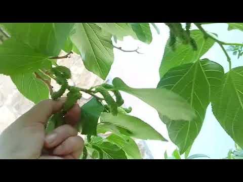 Tara guys pitas tayo ng toth fruit subra lakas ng hangin #lifeofw #lealausin